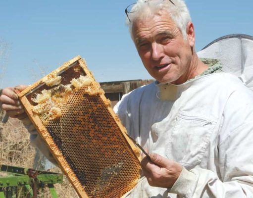 The buzz and the bees