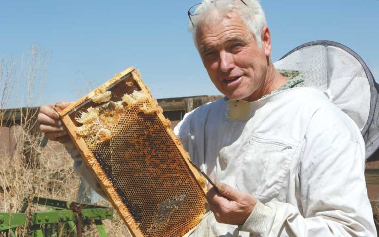 The buzz and the bees