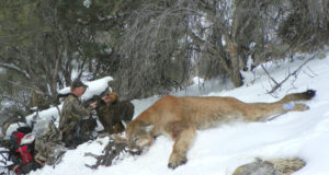 Off Target Part 5: New potential motives for the killing of bears and mountain lions emerge