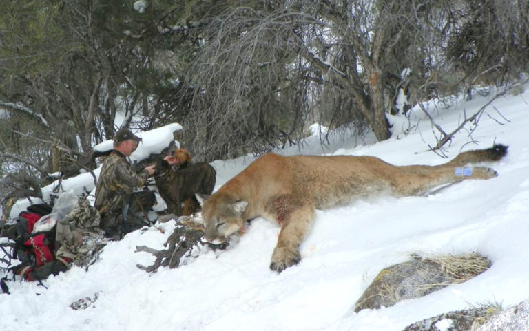 Off Target Part 5: New potential motives for the killing of bears and mountain lions emerge