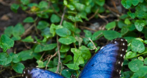 Summer Scene Cultural Attractions 2017