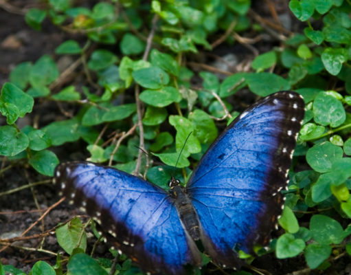 Summer Scene Cultural Attractions 2017