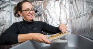 Cricket is the new cow