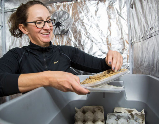 Cricket is the new cow