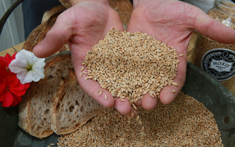 Against the grains
