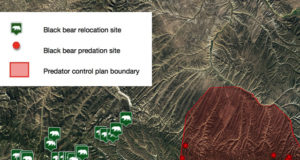 Bears were relocated into area where state is now killing bears