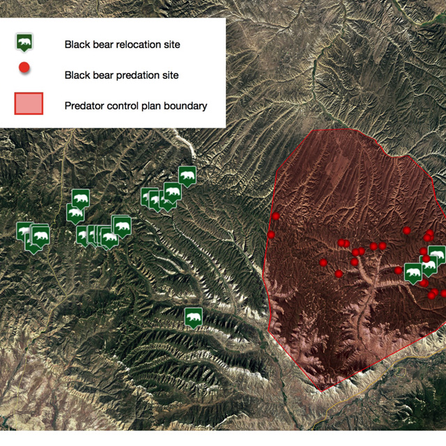 Bears were relocated into area where state is now killing bears