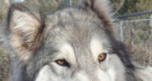 Wolves return to Estes Park (for the weekend)