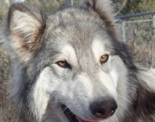 Wolves return to Estes Park (for the weekend)