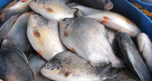 A very big fish story