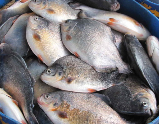 A very big fish story