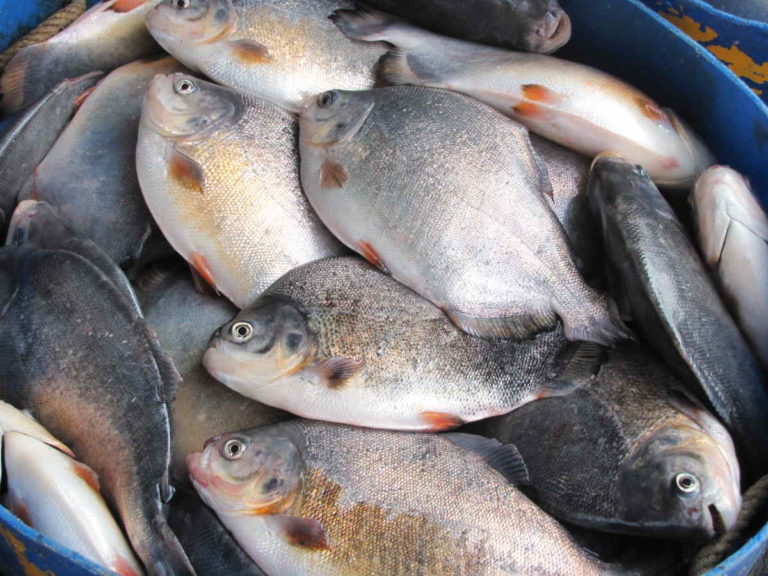 A very big fish story