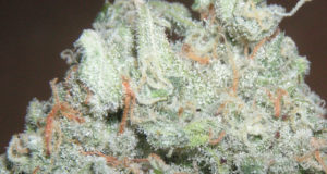 What’s in a strain name? Results vary