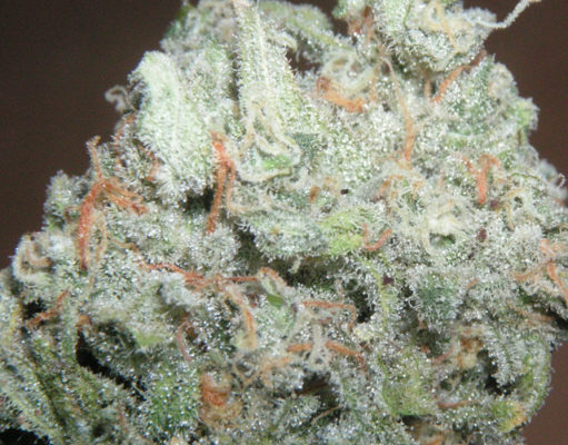 What’s in a strain name? Results vary