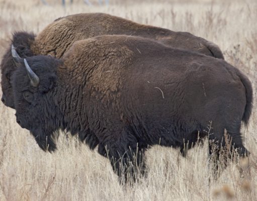 Picnics with bison