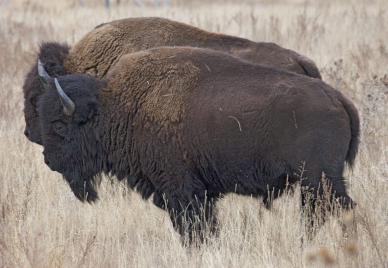Picnics with bison
