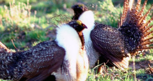 New sage-grouse recommendations cater to the oil and gas industry, critics say