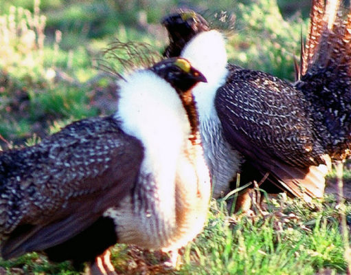 New sage-grouse recommendations cater to the oil and gas industry, critics say