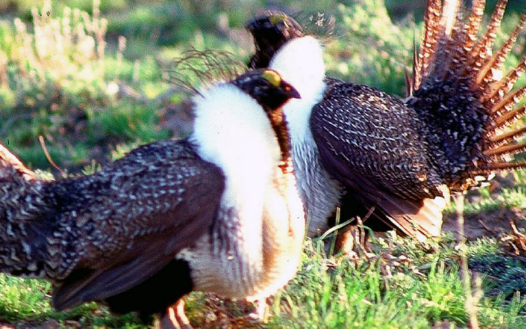 New sage-grouse recommendations cater to the oil and gas industry, critics say