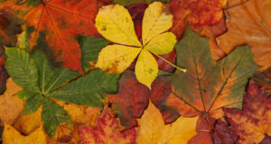 The true color of a leaf