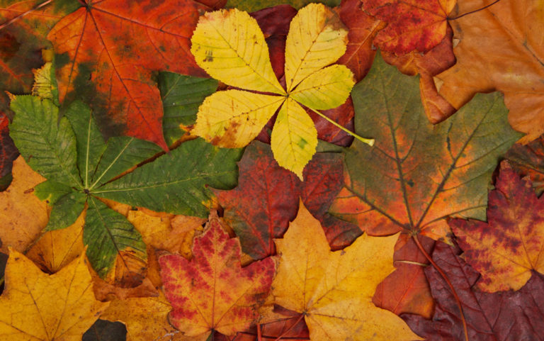The true color of a leaf