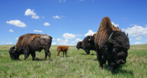 Preserving the past and paving the way for the future