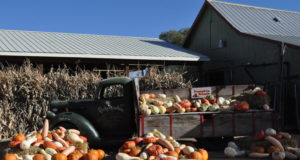 Hydroponic systems and seed loopholes