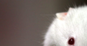 Marijuana and the geezer mouse