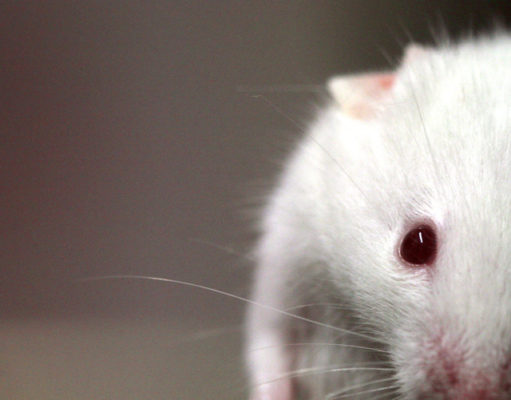 Marijuana and the geezer mouse