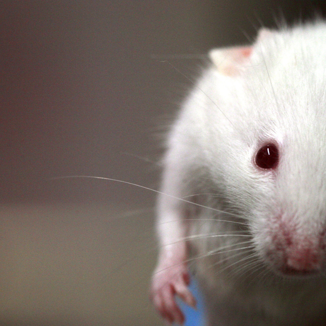 Marijuana and the geezer mouse