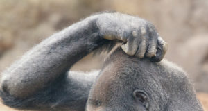 Gorilla Glue (the glue) versus Gorilla Glue (the pot)