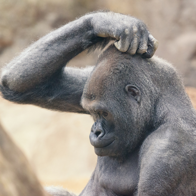 Gorilla Glue (the glue) versus Gorilla Glue (the pot)