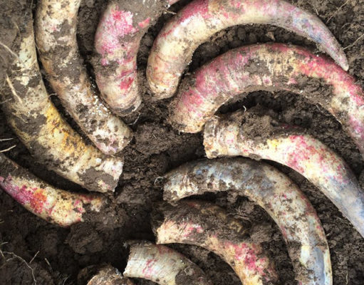 Organic plus: Biodynamic agriculture is on the rise