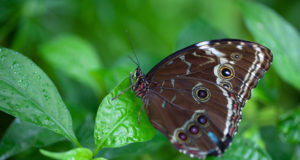 Butterfly Pavilion spreads its wings