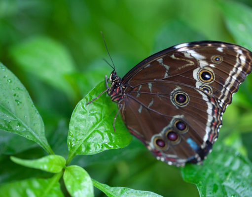 Butterfly Pavilion spreads its wings