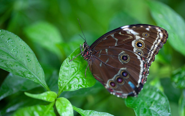 Butterfly Pavilion spreads its wings