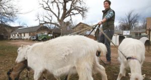 Goats don’t use Twitter