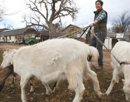 Goats don’t use Twitter