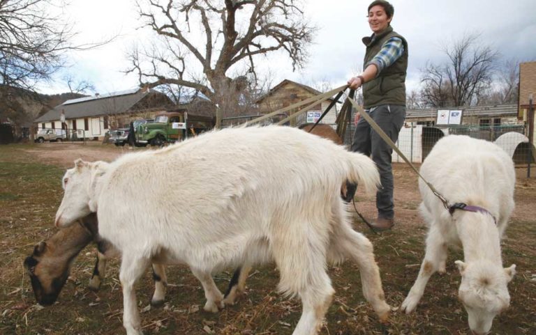 Goats don’t use Twitter