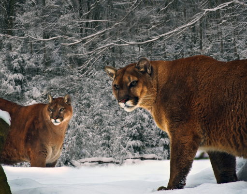 Off Target 11: Time running out for lions, bears and your comments