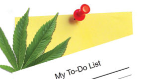 The high-functioning stoner