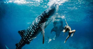 The last of the beauty