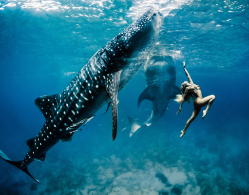 The last of the beauty