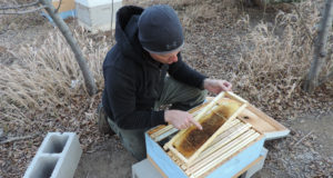 Saving bees in trees