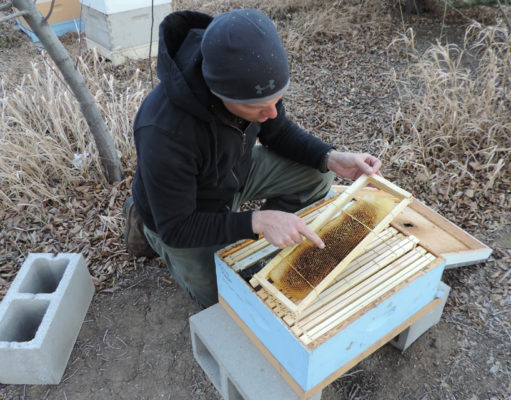 Saving bees in trees