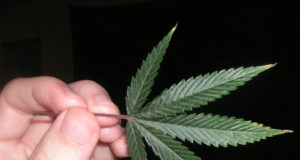 Pot studies edition: what’s hot, what’s not