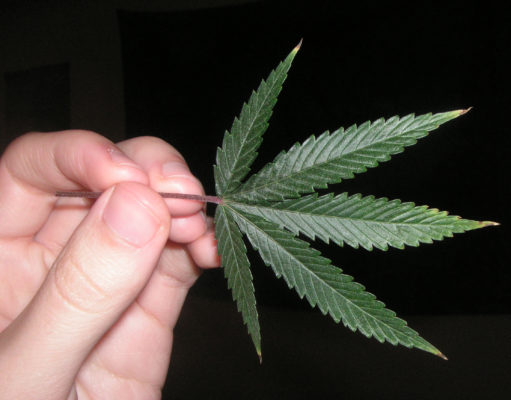 Pot studies edition: what’s hot, what’s not