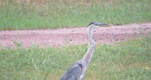 Fisherman with a Beer
