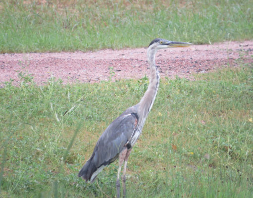 Fisherman with a Beer