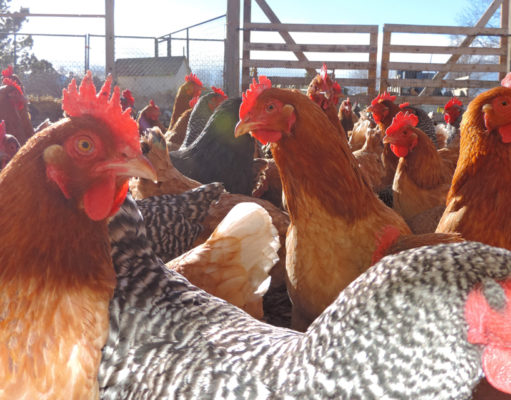 Local organic farmer teams up with Boulder culinary school to share labor of love